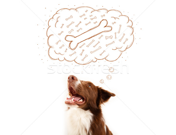 Border collie with thought bubble thinking about a bone Stock photo © ra2studio