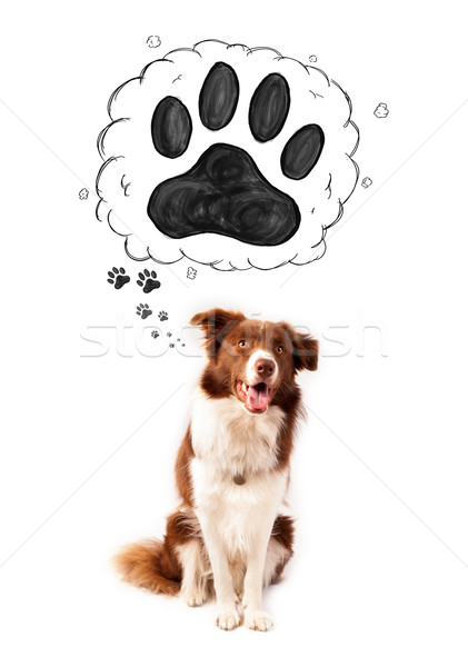 [[stock_photo]]: Cute · border · collie · patte · au-dessus · tête · brun