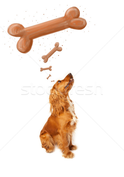 Cute cocker spaniel thinking about a bone Stock photo © ra2studio