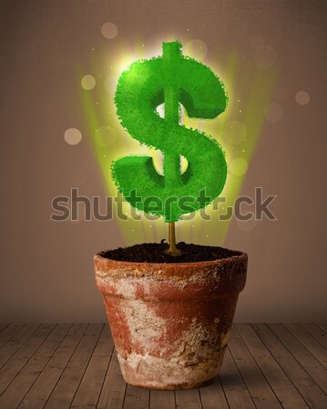 Znak dolara drzewo na zewnątrz doniczka kwiat Zdjęcia stock © ra2studio