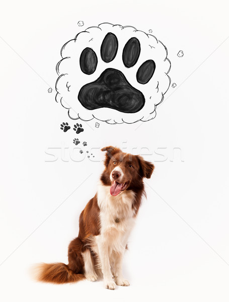 Cute Border Collie paw über Kopf braun Stock foto © ra2studio