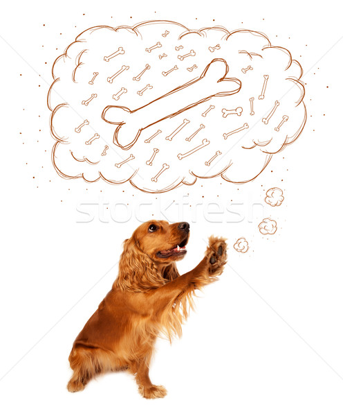 Cute dog with thought bubble thinking about a bone Stock photo © ra2studio