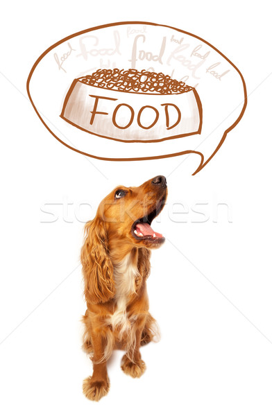 Cute cocker spaniel dreaming about food Stock photo © ra2studio