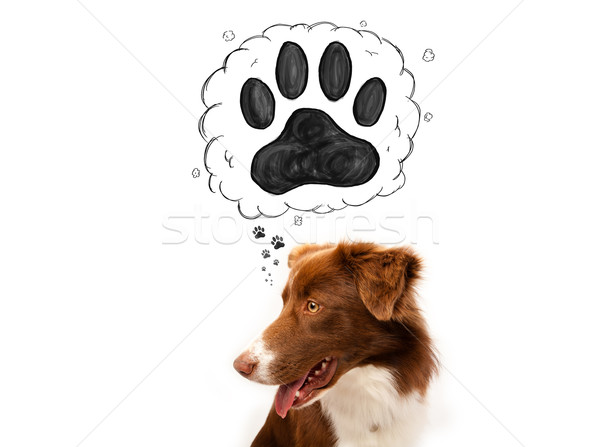 Cute Border Collie paw über Kopf braun Stock foto © ra2studio