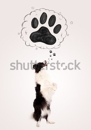 Cute Border Collie paw über Kopf schwarz weiß Stock foto © ra2studio