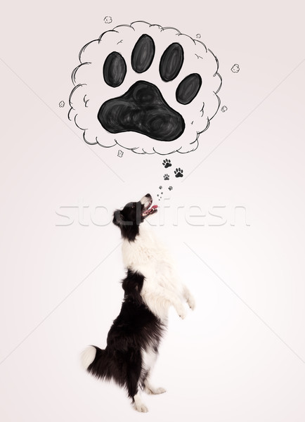 Cute Border Collie paw über Kopf schwarz weiß Stock foto © ra2studio