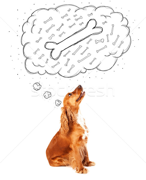 Cute dog with thought bubble thinking about a bone Stock photo © ra2studio