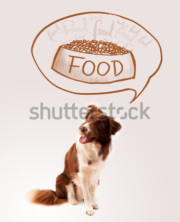 Cute border collie żywności brązowy biały Zdjęcia stock © ra2studio
