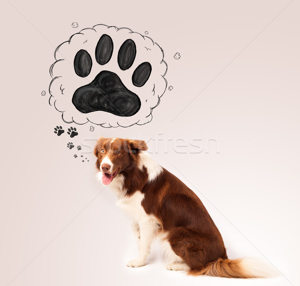 Cute Border Collie paw über Kopf braun Stock foto © ra2studio