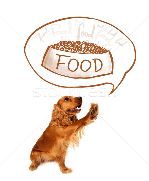 Cute cocker spaniel dreaming about food Stock photo © ra2studio
