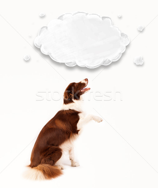 Cute Бордер колли пусто облаке коричневый белый Сток-фото © ra2studio