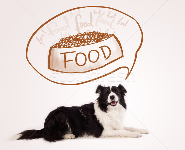 Stock photo: Cute border collie dreaming about food