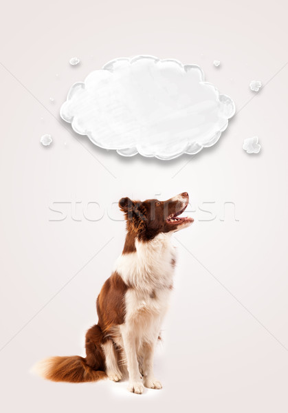 Bonitinho border collie vazio nuvem marrom branco Foto stock © ra2studio