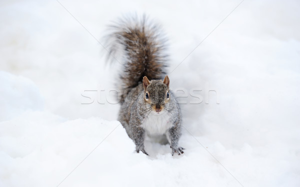 Esquilo neve inverno branco Central Park Foto stock © rabbit75_sto