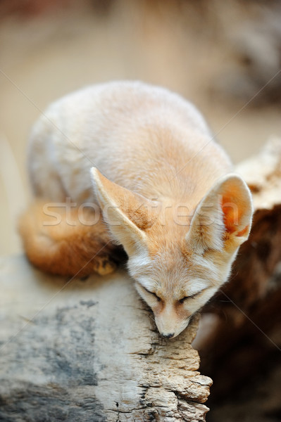 Stock photo: Chicago zoo