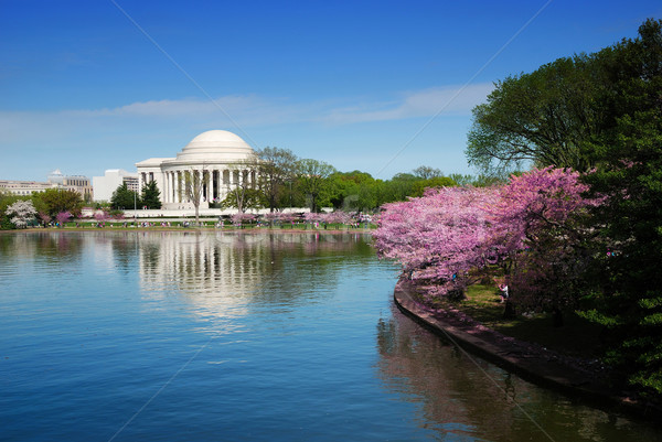 Stok fotoğraf: Washington · DC · kiraz · çiçeği · çiçek · pembe · tatil · olay