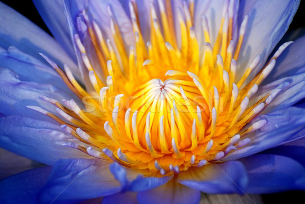 Apă crin albastru culoare flori Imagine de stoc © rabbit75_sto