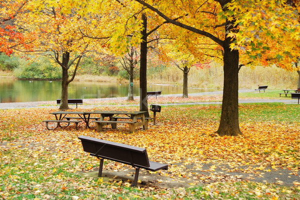 Herbst Laub Park See gelb Grill Stock foto © rabbit75_sto