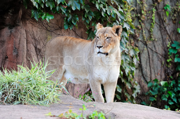 Chicago zoo Stock photo © rabbit75_sto