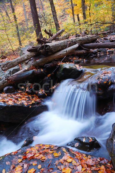 Autumn creek closeup in forest Stock photo © rabbit75_sto