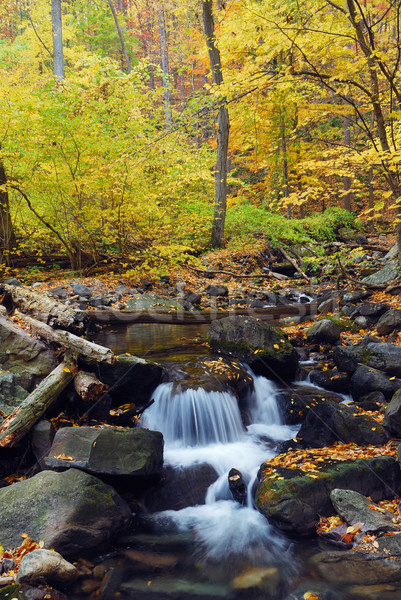 осень ручей лес желтый клен Сток-фото © rabbit75_sto