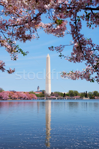 ストックフォト: ワシントンDC · 桜 · ワシントン記念塔 · 湖 · 花 · ピンク