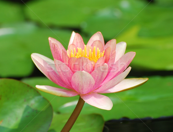 Stockfoto: Water · lelie · kleur · groene · bladeren · bloemen