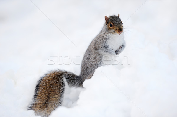Sincap kar kış beyaz Central Park Stok fotoğraf © rabbit75_sto