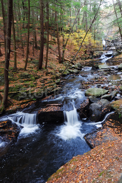 Autumn creek in woods with foliage  Stock photo © rabbit75_sto