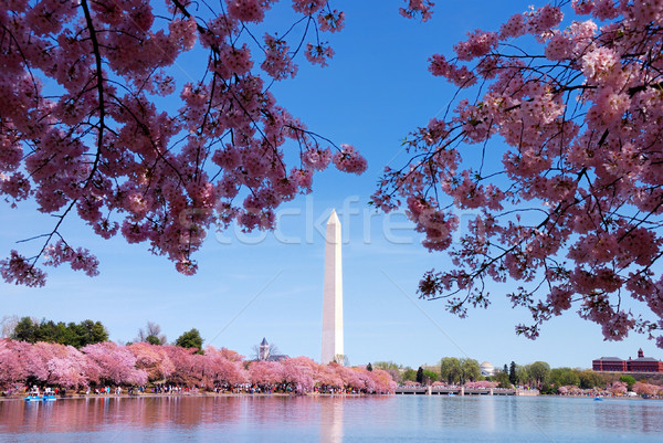 華盛頓DC 櫻花 華盛頓紀念碑 湖 花 粉紅色 商業照片 © rabbit75_sto