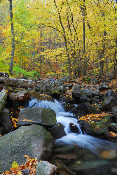 Sonbahar dere sarı akçaağaç ağaçlar Stok fotoğraf © rabbit75_sto