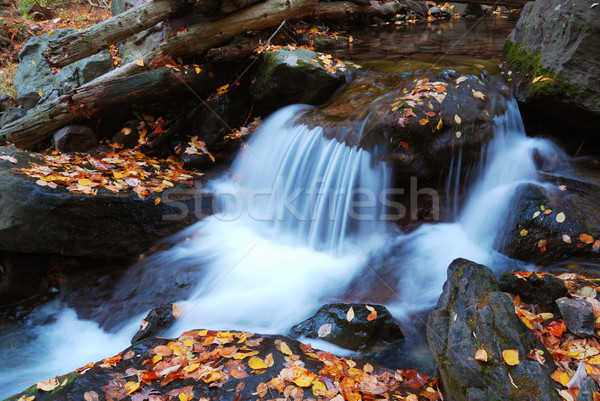 Sonbahar dere sarı akçaağaç ağaçlar Stok fotoğraf © rabbit75_sto