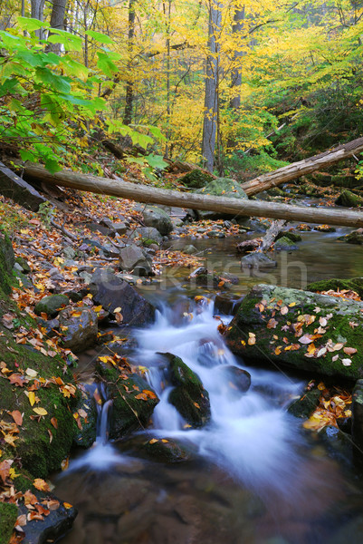 Autunno foresta torrente primo piano giallo acero Foto d'archivio © rabbit75_sto