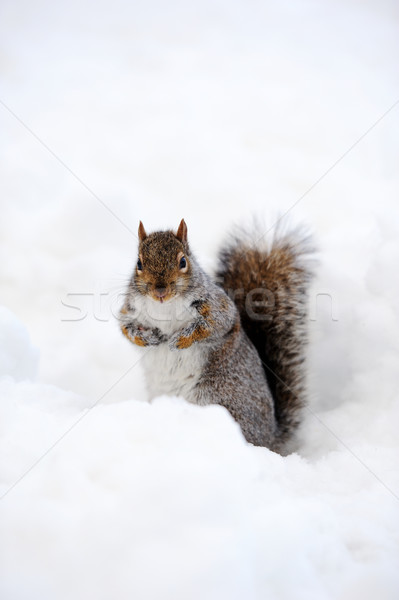 Esquilo neve inverno branco Central Park Foto stock © rabbit75_sto