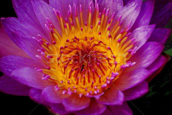 Water lily closeup Stock photo © rabbit75_sto