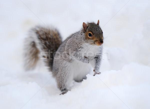 Veveriţă zăpadă iarnă alb Central Park Imagine de stoc © rabbit75_sto