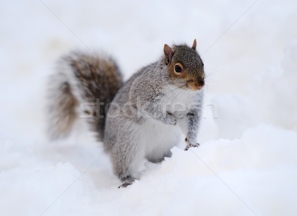 Esquilo neve inverno branco Central Park Foto stock © rabbit75_sto