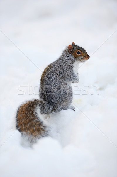 Esquilo neve inverno branco Central Park Foto stock © rabbit75_sto