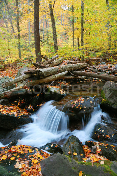 Sonbahar dere sarı akçaağaç ağaçlar Stok fotoğraf © rabbit75_sto