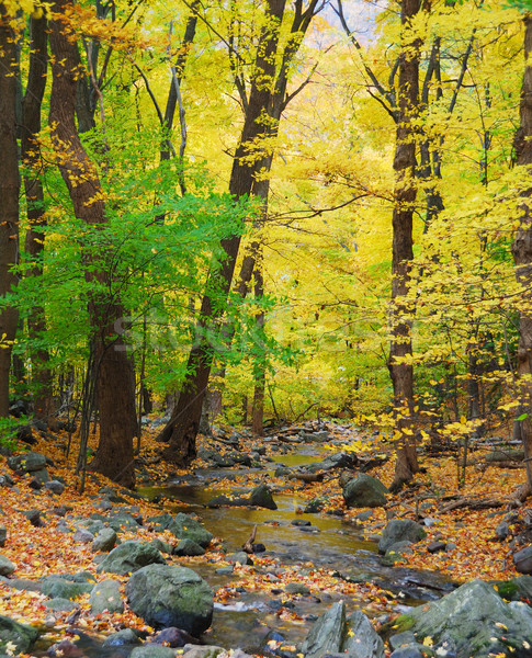 Herbst Bach Wald gelb Ahorn Bäume Stock foto © rabbit75_sto