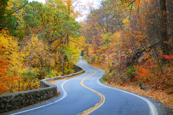 Photo stock: Coloré · automne · route · bois · feuillage · arbre