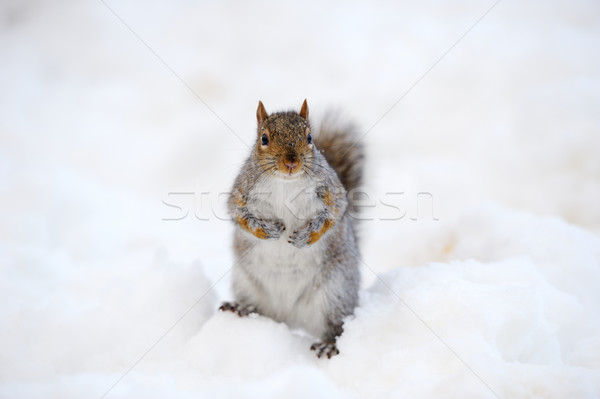 Esquilo neve inverno branco Central Park Foto stock © rabbit75_sto