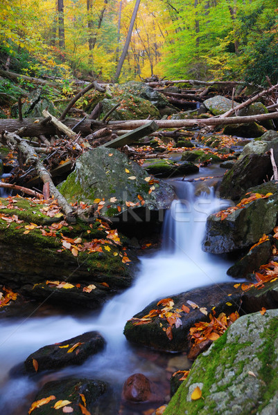 Bach Berg Herbst gelb Ahorn Bäume Stock foto © rabbit75_sto