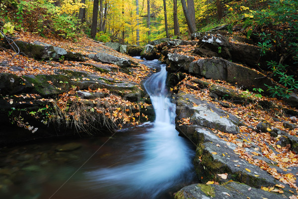 Autumn mountain creek Stock photo © rabbit75_sto
