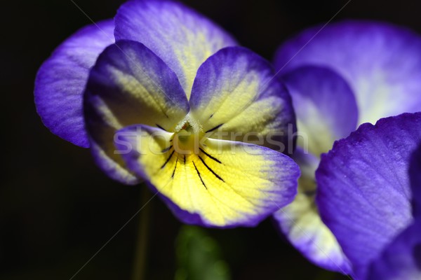 Violet flori dragoste natură culoare cap Imagine de stoc © rabel