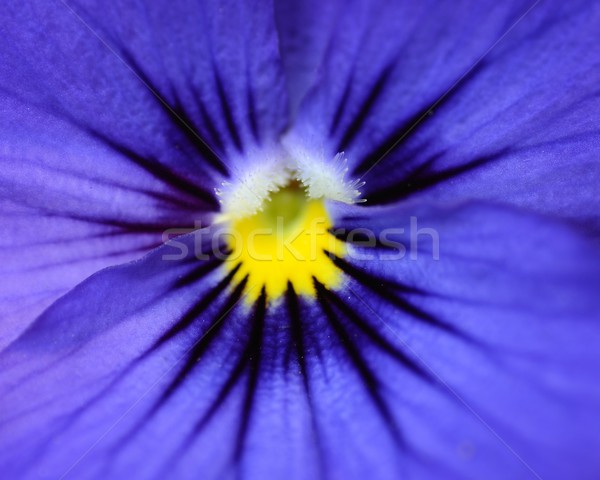 Stock photo: pansy flower closeup