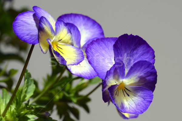 yellow and purple pansy Stock photo © rabel