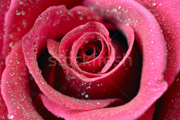 Rose Red texture wedding rosa natura arte Foto d'archivio © rabel