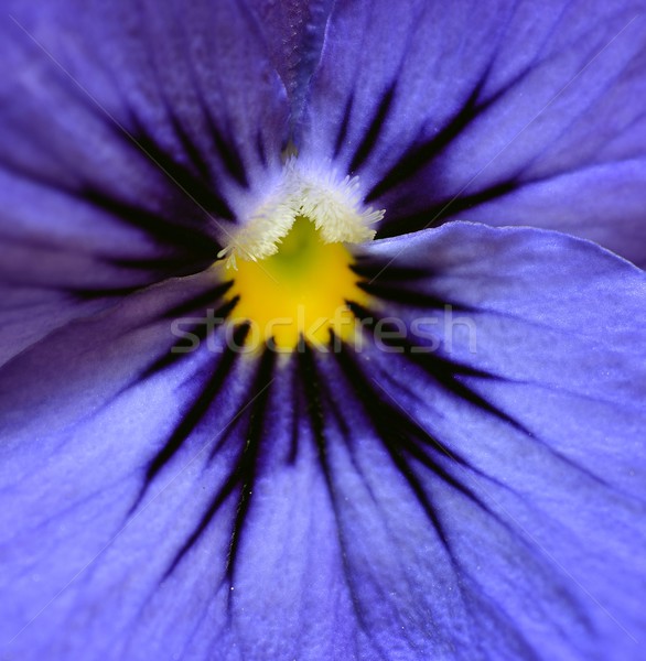 Albastru macro floare natură culoare cap Imagine de stoc © rabel