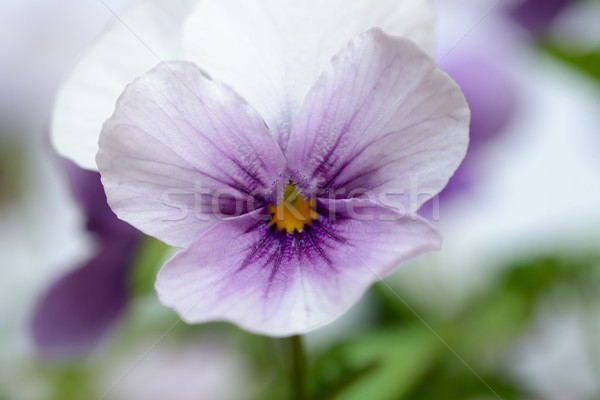 Viola fiori amore natura colore testa Foto d'archivio © rabel